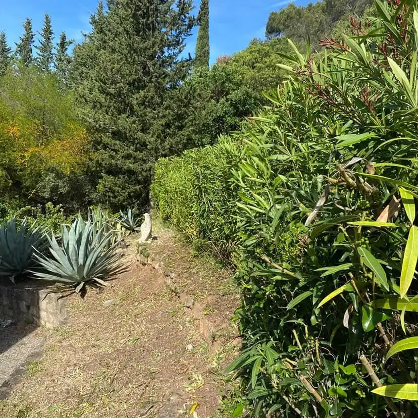 Agaves plantés sur gravier devant une haie de lauriers-roses et des cyprès à Boulouris