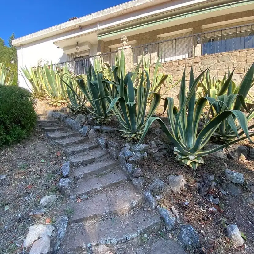 Agaves panachées et escalier en pierre devant une villa à Valescure