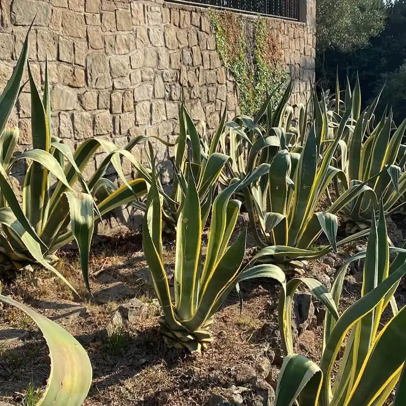 Massif d'agaves panachées au pied d'un mur en pierre à Puget-sur-Argens